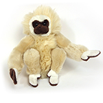 PLAN M WHITE HANDED GIBBON